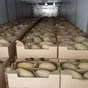 дыня свежая в Узбекистане 4