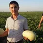 дыня свежая в Узбекистане 3