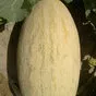 дыня свежая в Узбекистане