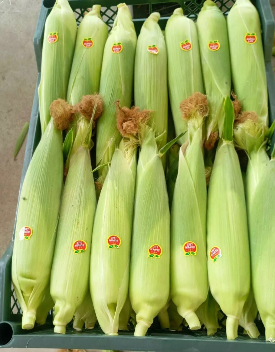 Фотография продукта Кукуруза сладкая початок 2026