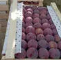 слива свежая урожай 2026 в Узбекистане 5