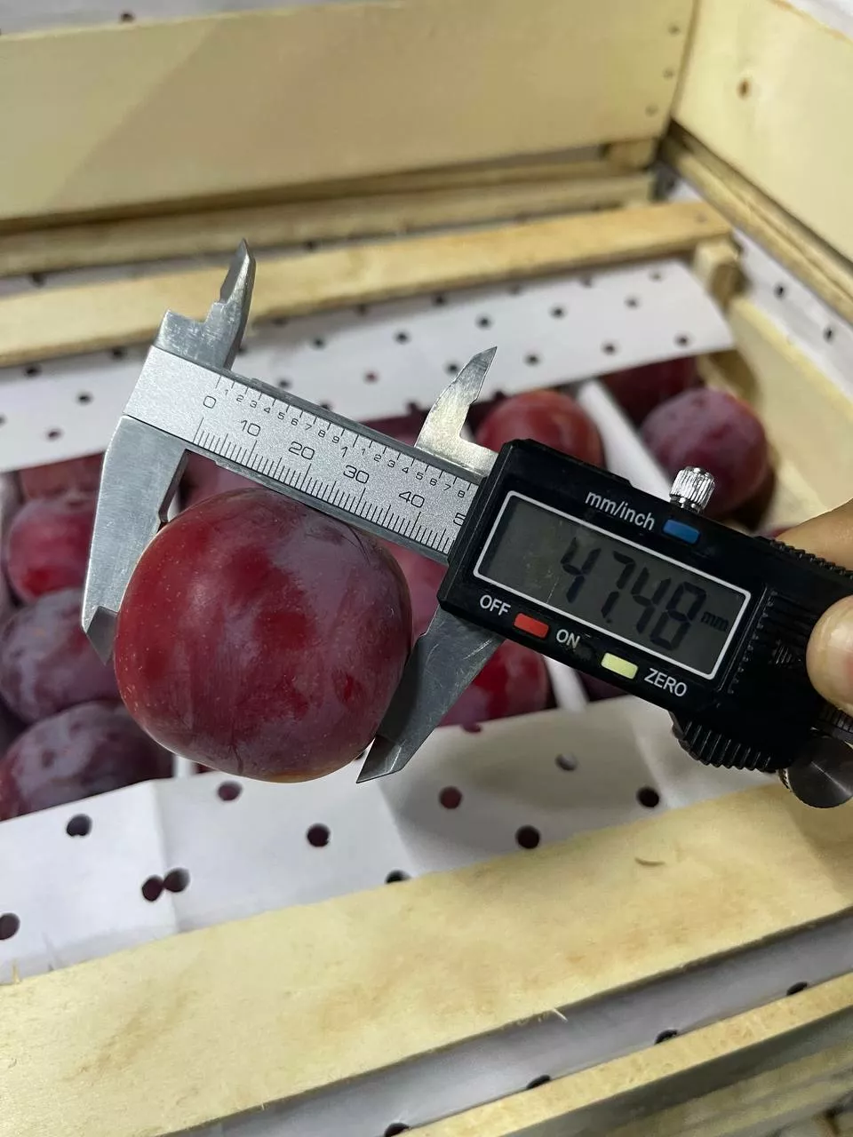 Фотография продукта Слива свежая урожай 2026