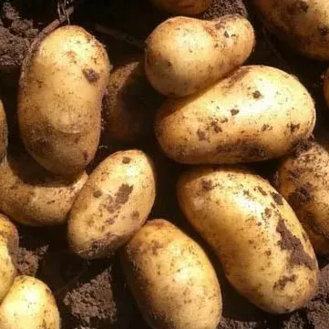 Фотография продукта Ранний урожай июня и июля 2026 года 