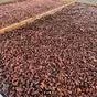 какао бобы (cocoa beans) в москве  в Москве 4