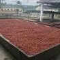 какао бобы (cocoa beans) в москве  в Москве 5
