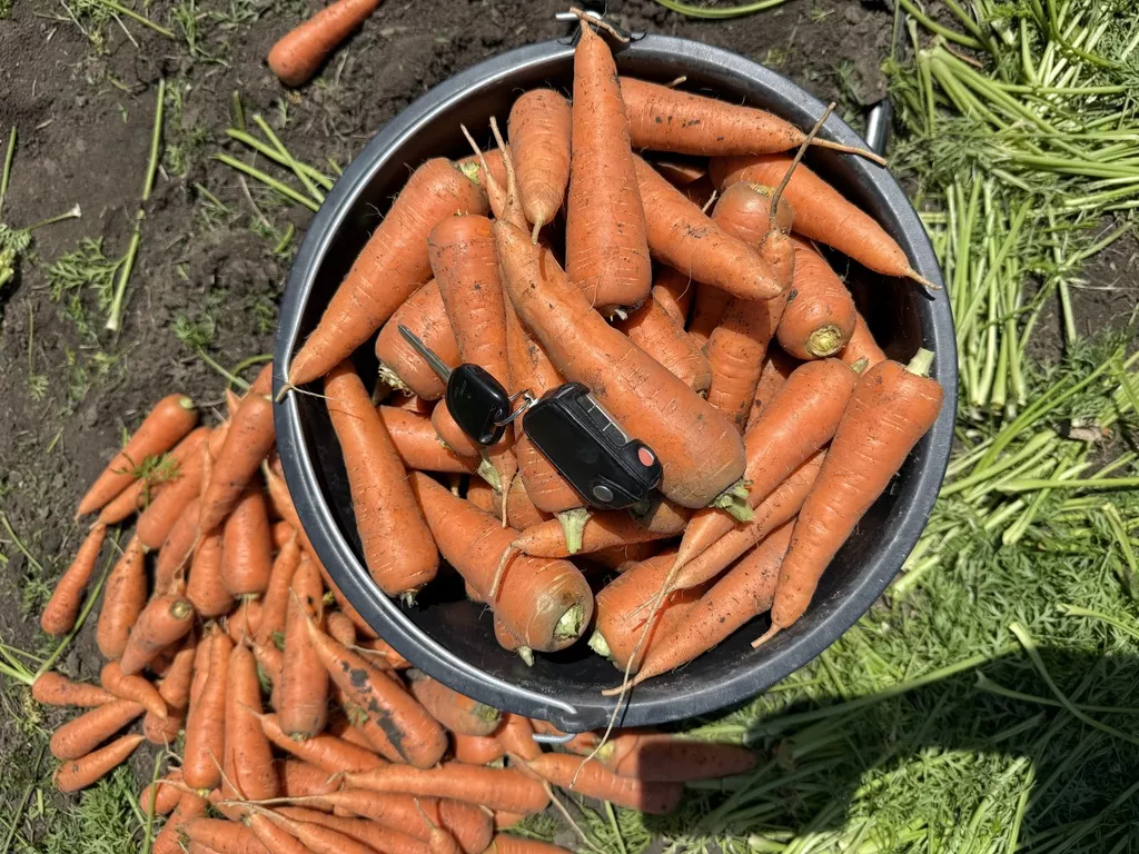 Фотография продукта Морковь 2026 годп
