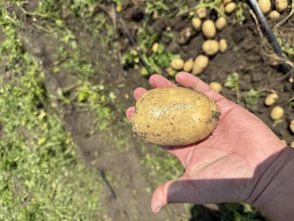 Фотография продукта Картофель 2026 года