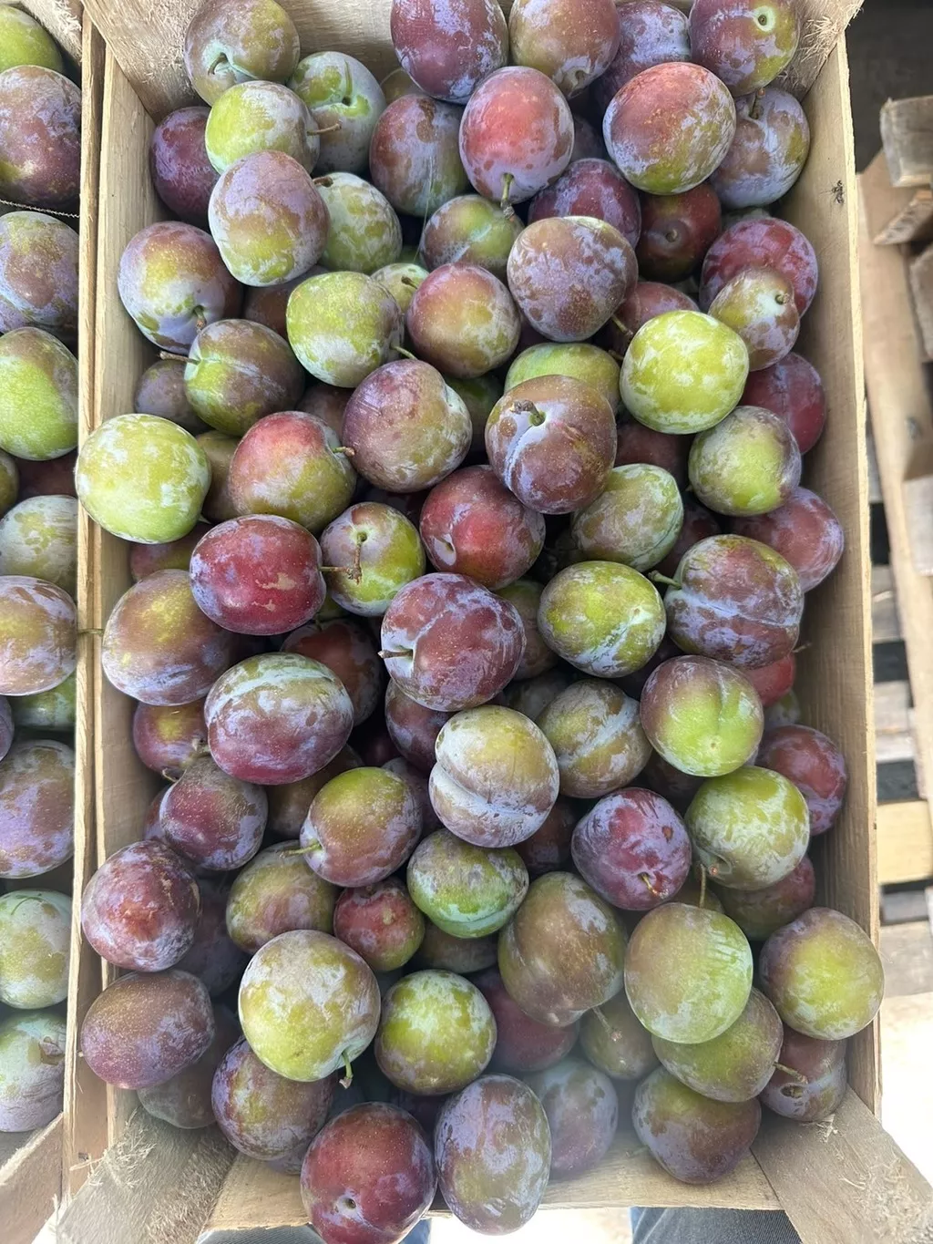 фотография продукта Слива