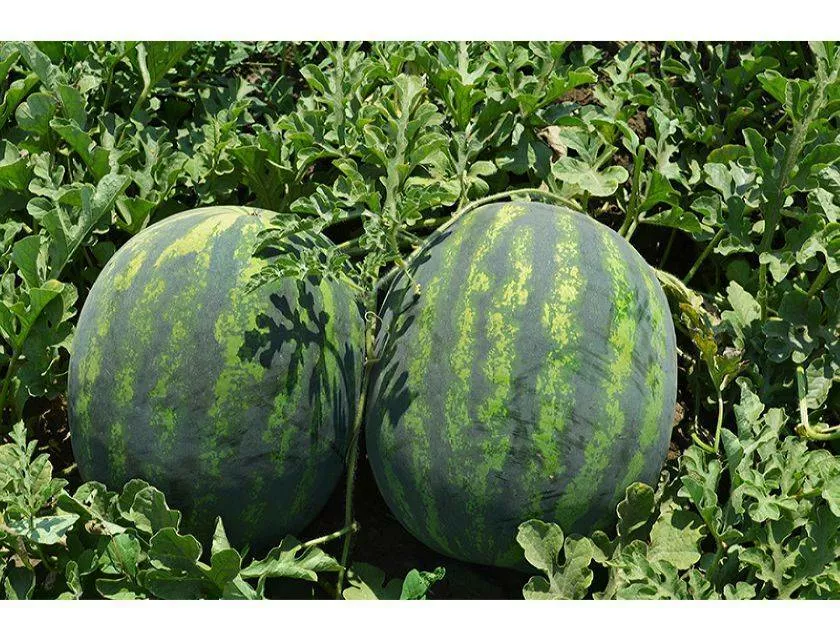 Фотография продукта Арбуз оптом