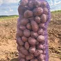 свежий картофель оптом от 20 тонн. в Москве и Московской области 3