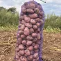 свежий картофель оптом от 20 тонн. в Москве и Московской области 5
