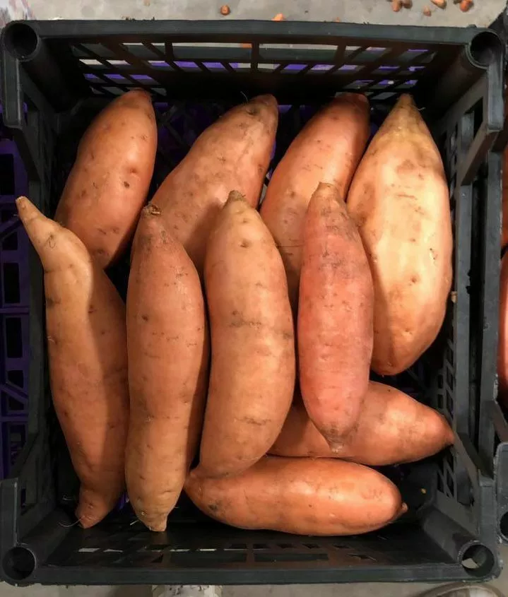 фотография продукта Батат свежий