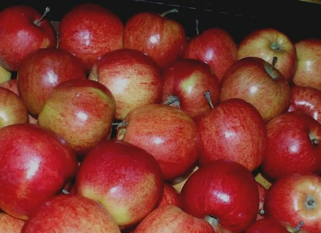 экспорт яблок из РП - холодильники в Уганде