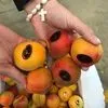 нектарин,черешня,абрикос,плоский персик в Испании 29