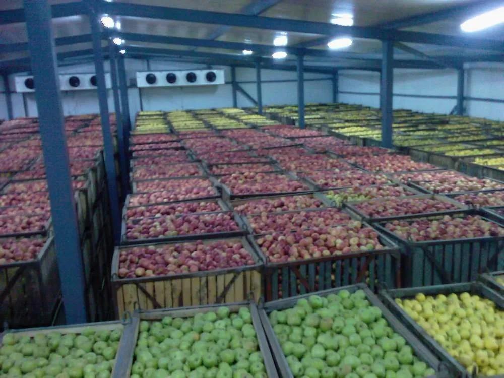 яблоки на экспорт в Каменке