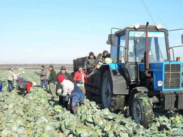 уборка урожая. Бригады сельхозрабочих в Краснодаре