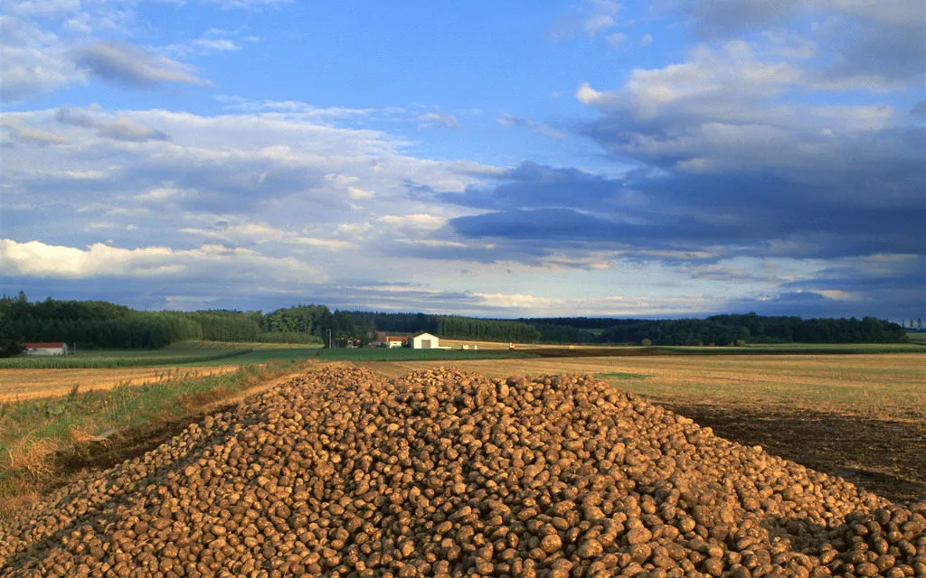 продаем Семенной Картофель  в Нижнем Новгороде 10