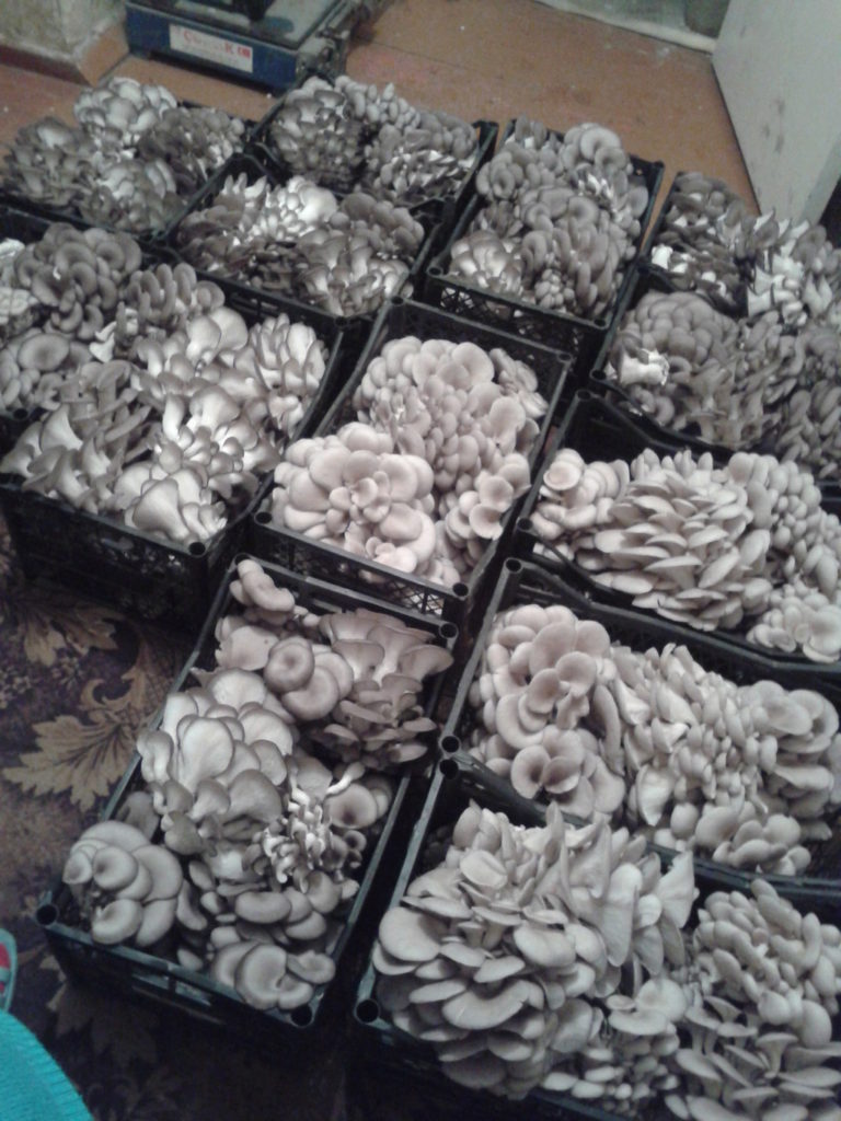 Грибы в подмосковье. Грибы мелитополе фото. Грибы шампиньоны в магазине. Вешенки в ящике. Грибы свежие.
