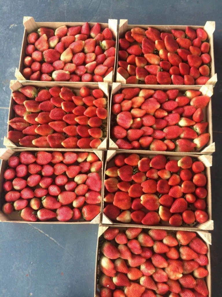 предлагаем фрукты и овощи Из Марокко в Марокко