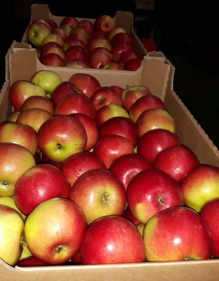 экспорт яблок в Республике Беларусь