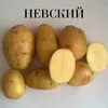 семенной картофель. в Чебоксарах 2