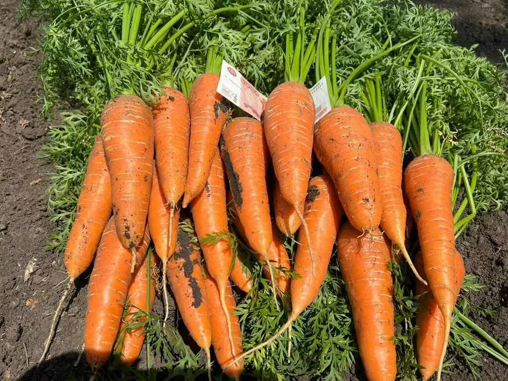 фотография продукта Морковь  оптом