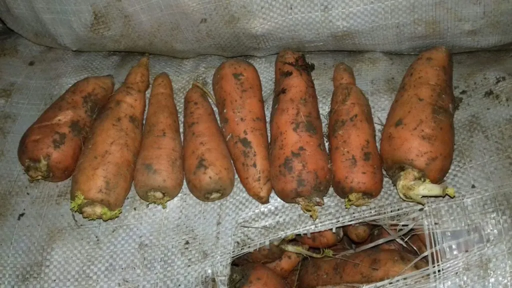 фотография продукта Морковь, сорт абака, Волгоград
