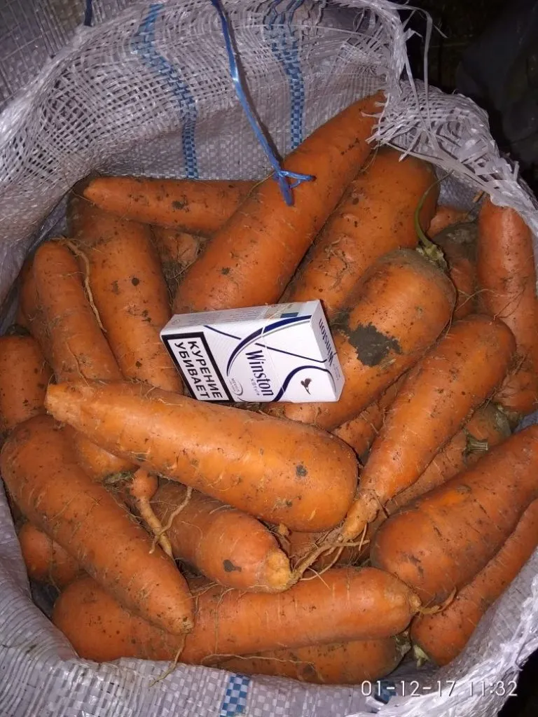 фотография продукта Морковь, сорт абака Крым, Волгоград