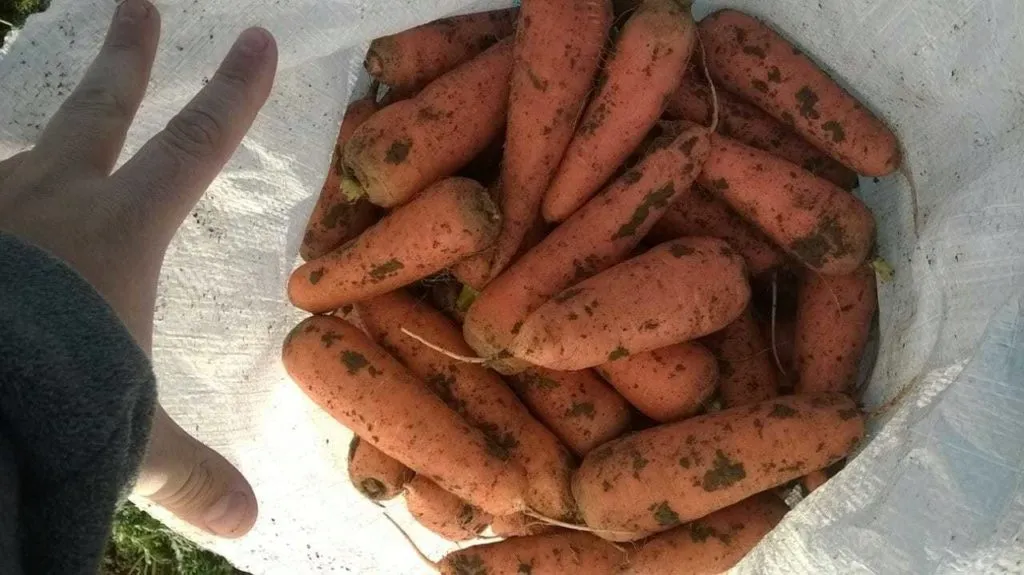 фотография продукта Морковь сорт абако, кордоба из Крыма опт