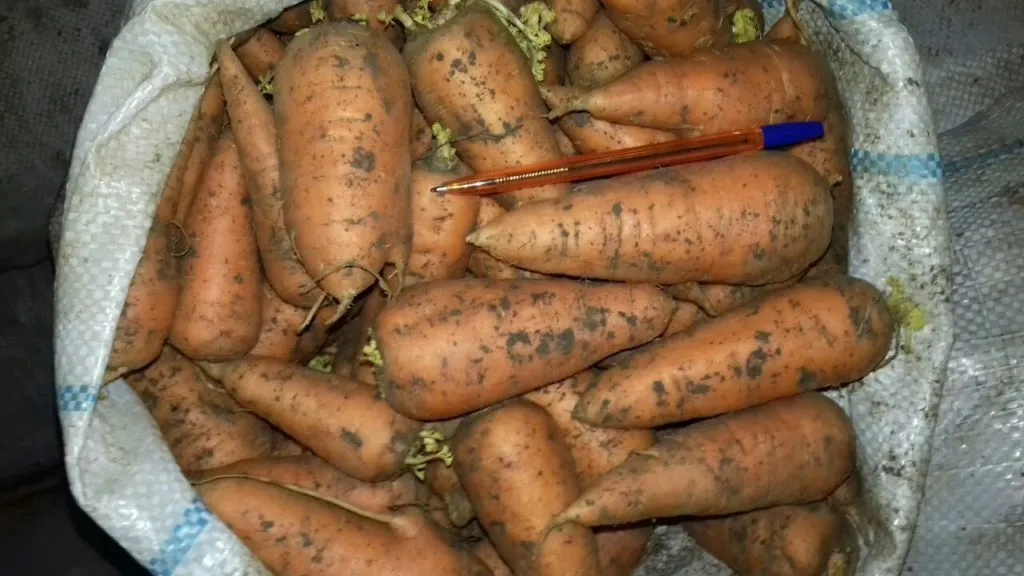 фотография продукта Морковь оптом 