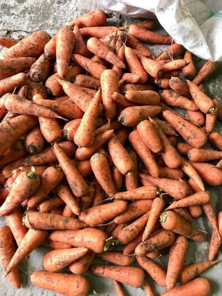 фотография продукта Морковь абако, кордоба  оптом
