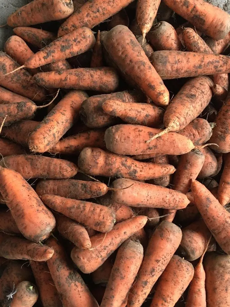 фотография продукта Морковь, сорт абака, кордоба