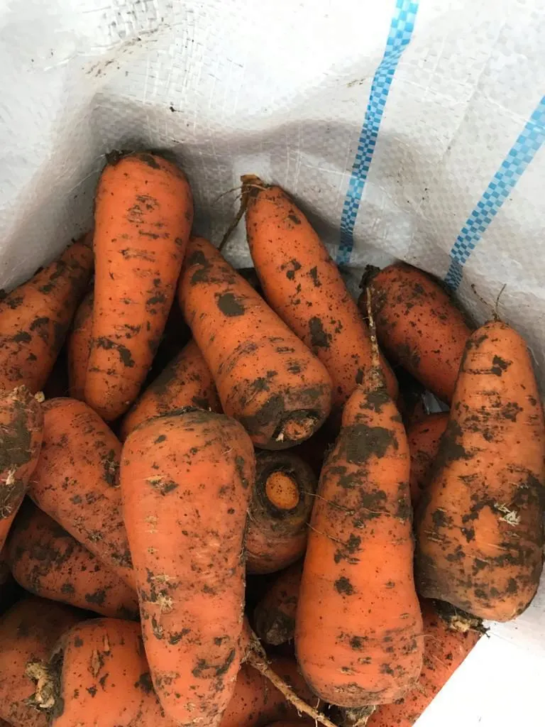 фотография продукта Морковь, сорт абака, каскад Крым