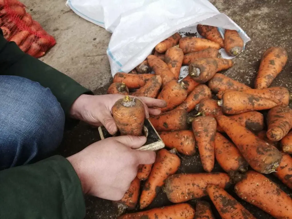 фотография продукта Морковь абако, каскад оптом