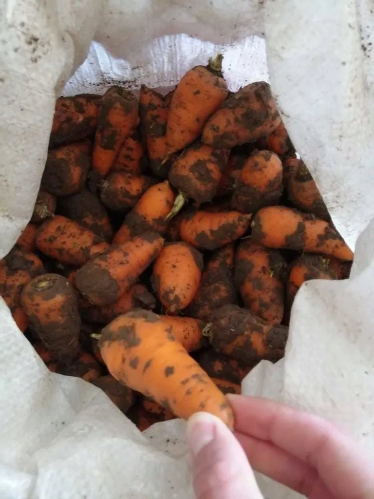 фотография продукта Морковь мелкая  