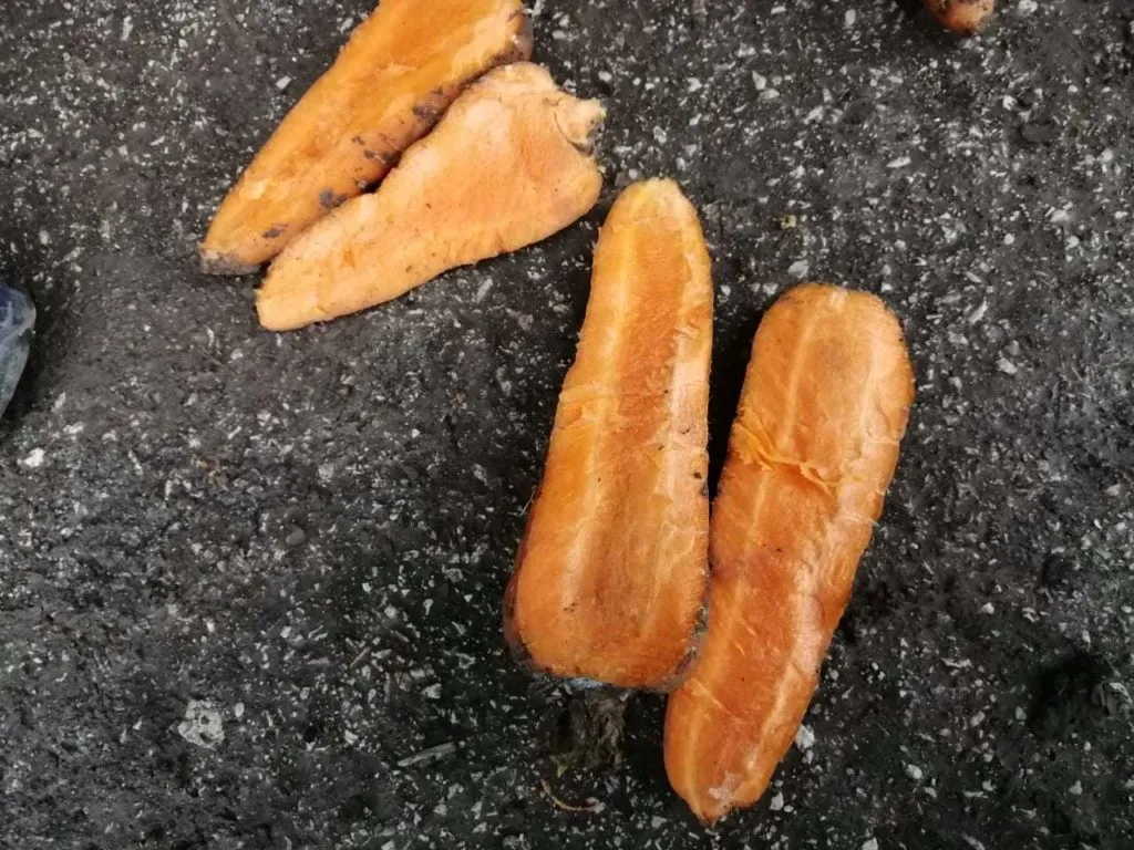 фотография продукта Морковь, сорт абака, каскад оптом Крым