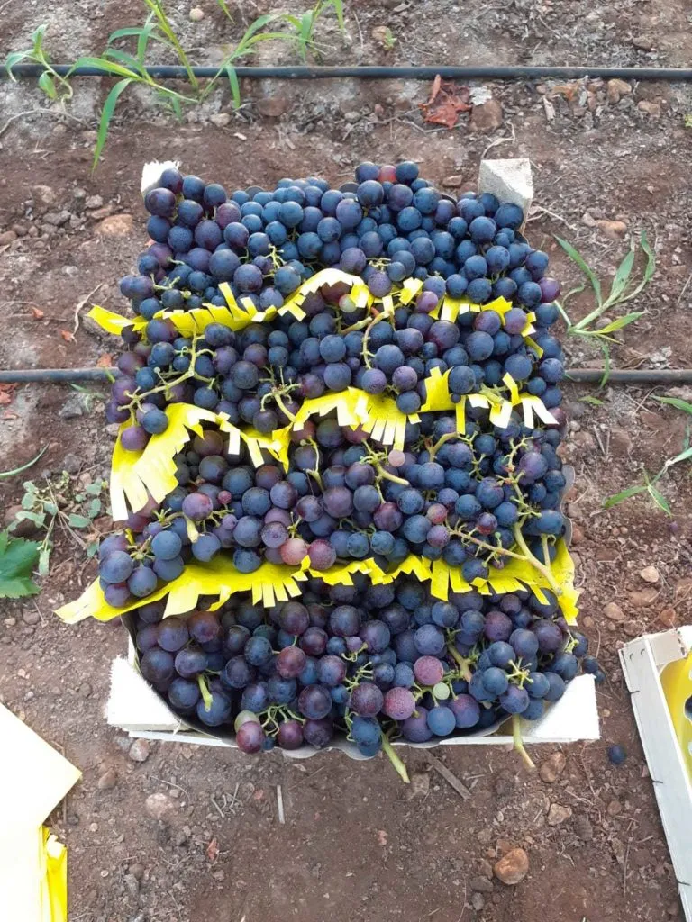 виноград в асс. в Турции 4