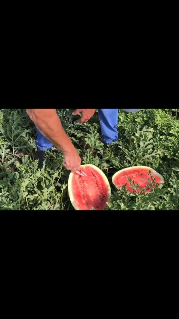 арбуз Волгоградская область в Краснодаре 3