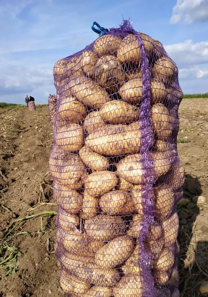 фотография продукта Картофель урожая 2019 года оптом.