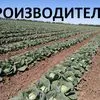 капуста белокачанная от производителя в Чебоксарах