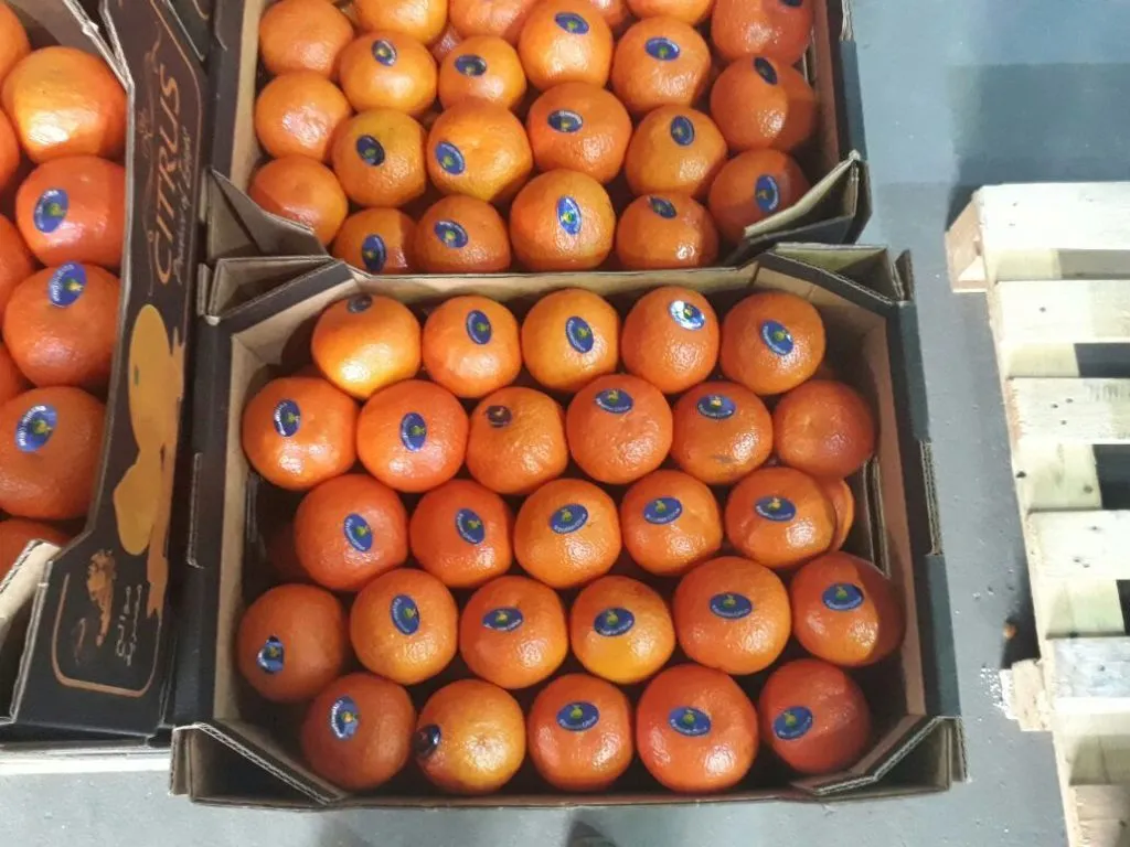 мандарины, сорт Fremont (Египет). в Москве 3