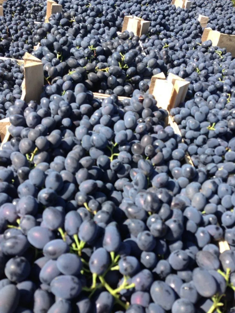 виноград Молдова в Молдавии