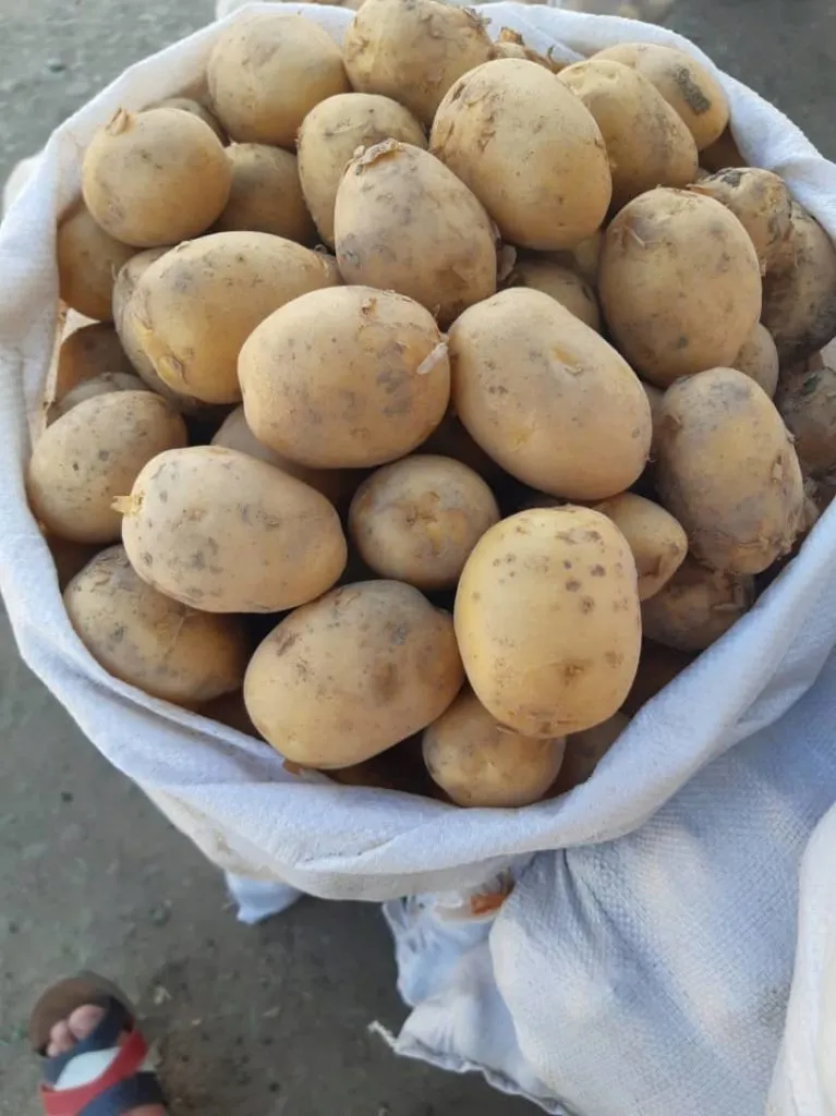 фотография продукта Молодой картофель оптом