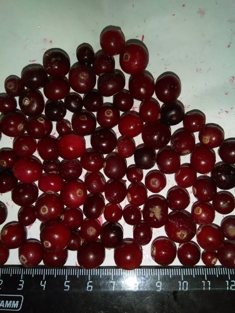 клюква дикая замороженная (россия) в Санкт-Петербурге 2