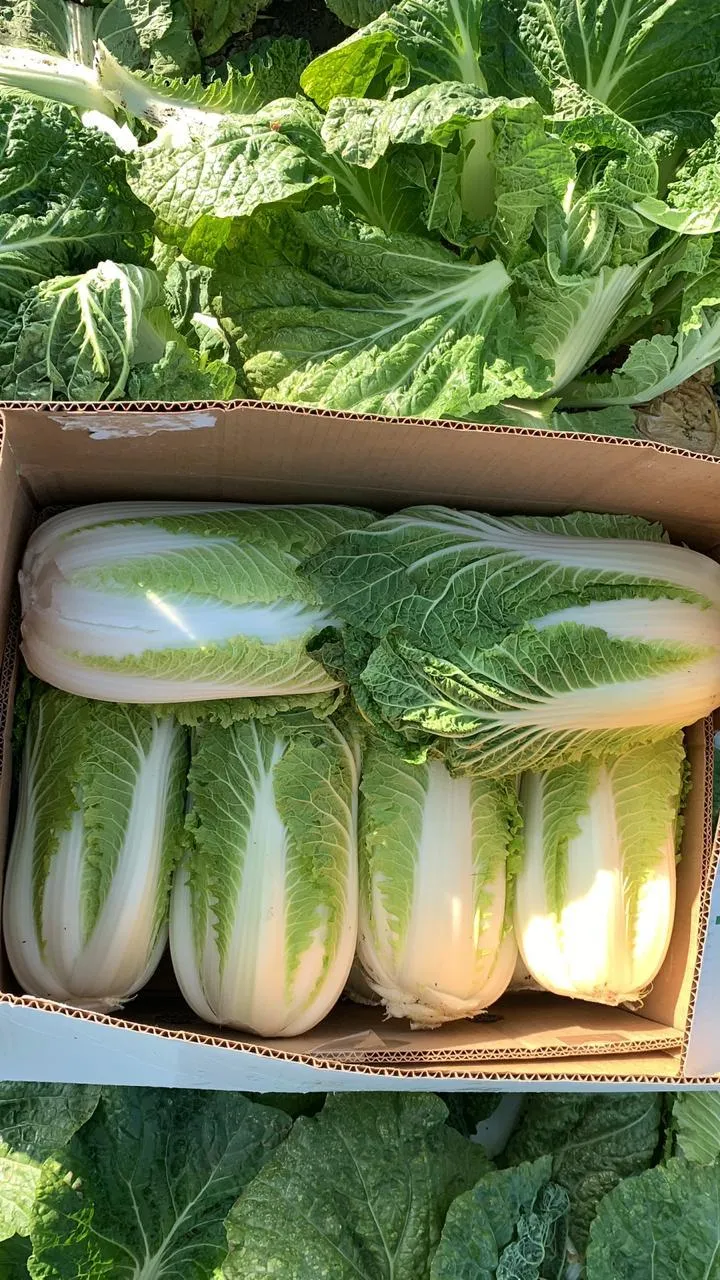 капуста пекинскаяка КИСЕТИ  в Краснодаре 2