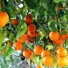 продажа апельсин высшего сорта в Турции 3