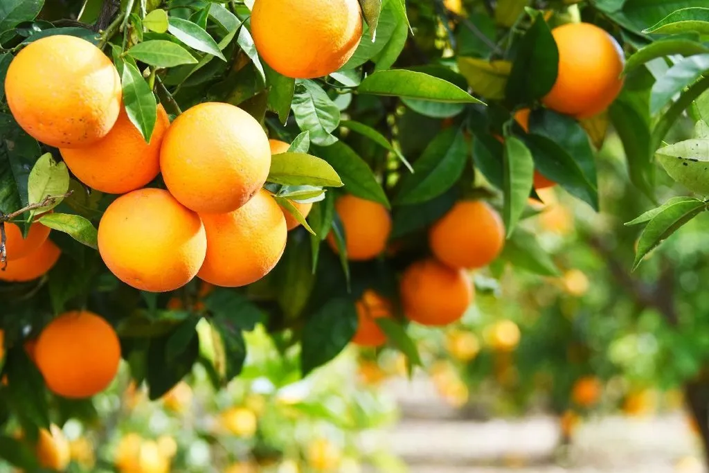 продажа апельсин высшего сорта в Турции 2