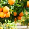 продажа апельсин высшего сорта в Турции 2