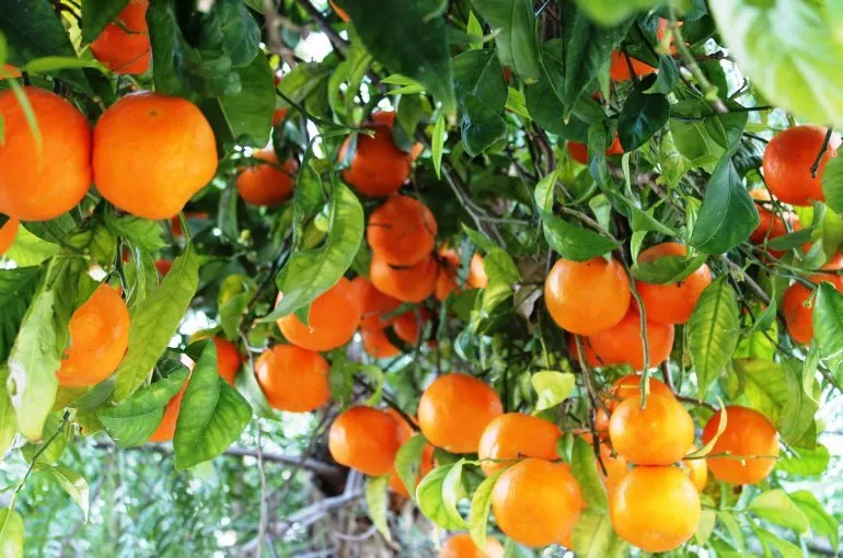 продажа апельсин высшего сорта в Турции 4