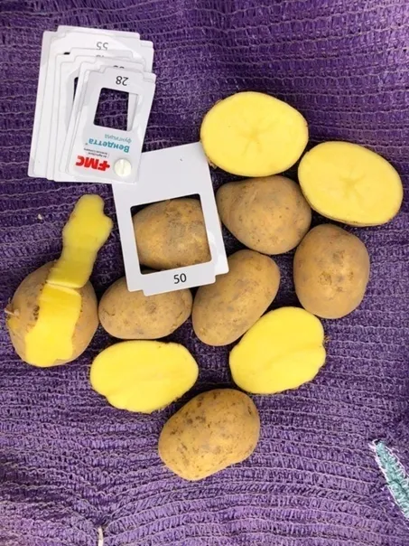 фотография продукта картофель оптом.